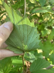 Viburnum recognitum