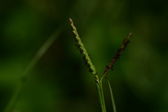 Paspalum distichum