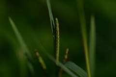 Paspalum distichum