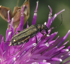 Oedemera flavipes