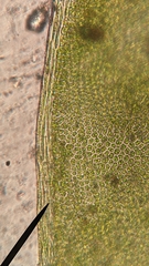 Fissidens ventricosus