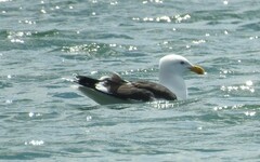Larus dominicanus dominicanus