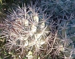 Coryphantha poselgeriana