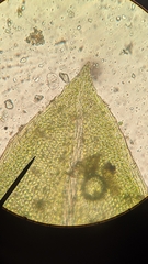 Fissidens ventricosus