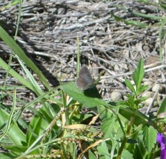 Cupido comyntas texana