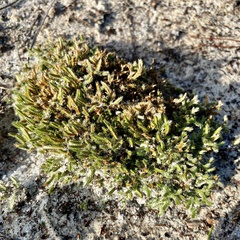 Selaginella arenicola