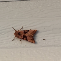 Phlogophora periculosa