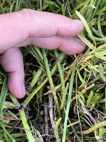 Image of Salicornia capensis by (c) Charleen Brunke, some rights reserved (CC BY)