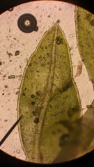 Fissidens ventricosus