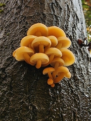 Flammulina