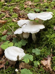 Leucocybe