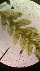 Fissidens ventricosus