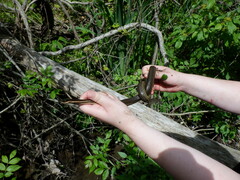 Regina septemvittata