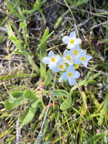 Image of White Yellowwort (Sebaea albens) by (c) Charleen Brunke, some rights reserved (CC BY)
