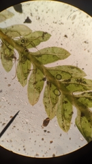 Fissidens ventricosus