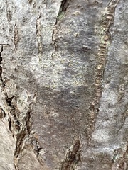 Lecanora thysanophora