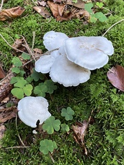 Leucocybe