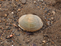 Sinanodonta woodiana