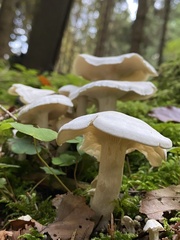 Leucocybe