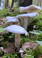 Leucocybe