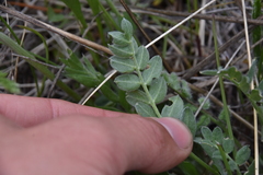 Oxytropis