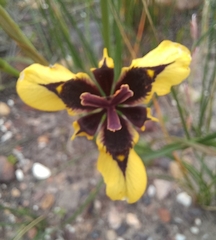 Moraea lurida