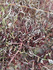 Salicornia perennis