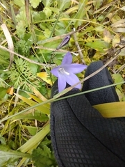Campanula rotundifolia