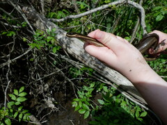 Regina septemvittata