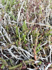 Salicornia perennis