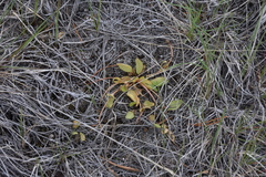 Ranunculus glaberrimus ellipticus