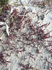Salicornia perennis