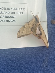 Protambulyx strigilis