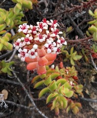 Crassula undulata