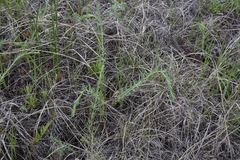Linum lewisii