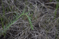 Linum lewisii