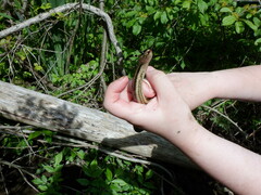 Regina septemvittata