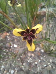 Moraea lurida