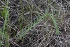 Linum lewisii
