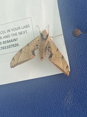 Protambulyx strigilis