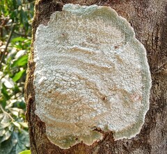 Cryptothecia striata