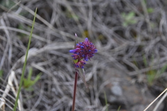 Penstemon procerus