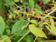 Capsicum annuum glabriusculum