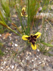 Moraea lurida