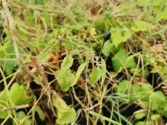Capsicum annuum glabriusculum