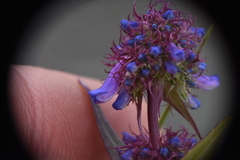 Penstemon procerus