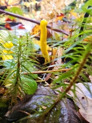 Clavulinopsis amoena