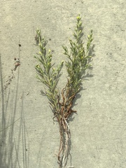 Dittrichia graveolens