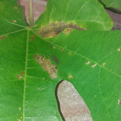 Choreutis nemorana
