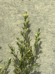 Dittrichia graveolens